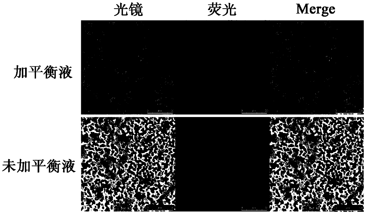 Virus biological magnetic bead enrichment and concentration kit and application