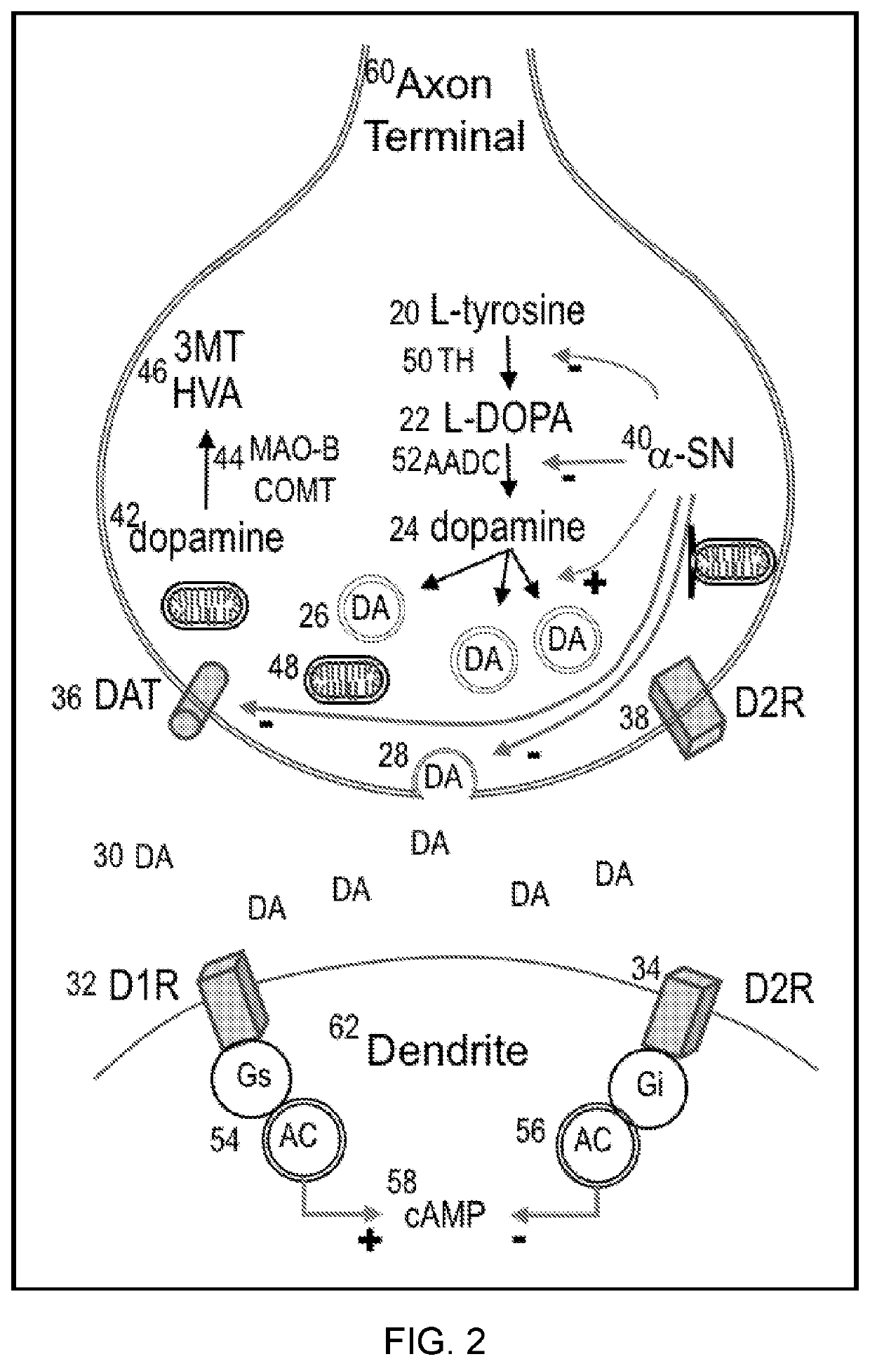 Methods for Dopamine Modulation in Human Neurologic Diseases