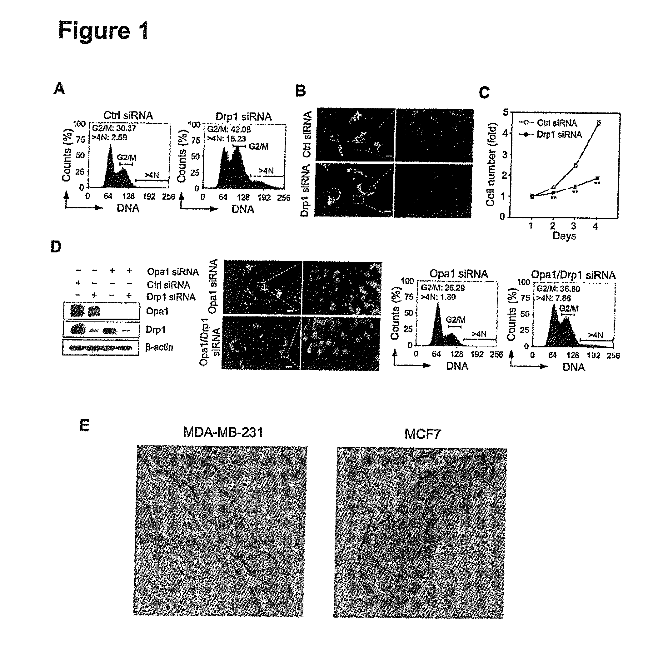 Inhibition of dynamin related protein 1 to promote cell death