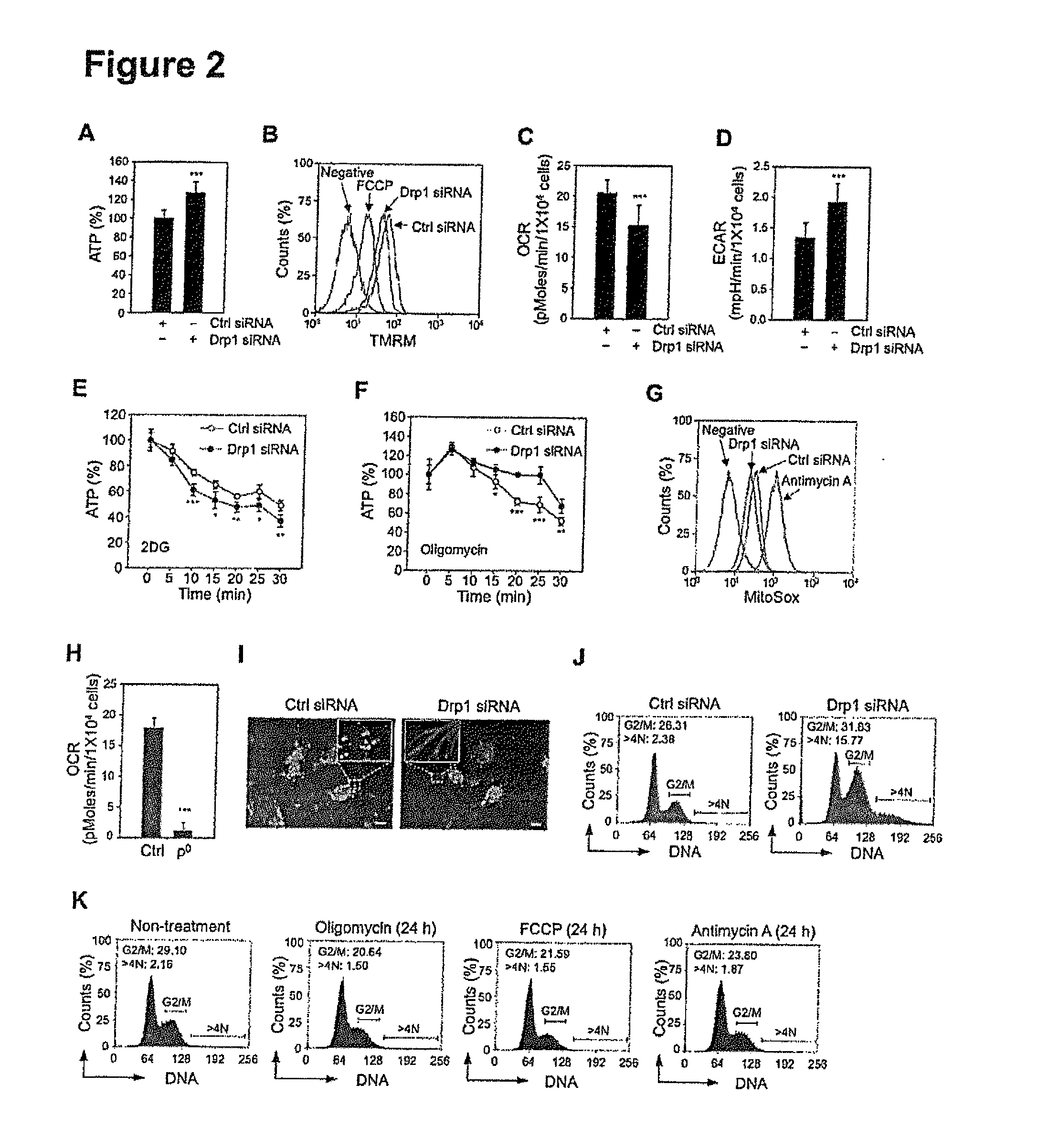 Inhibition of dynamin related protein 1 to promote cell death