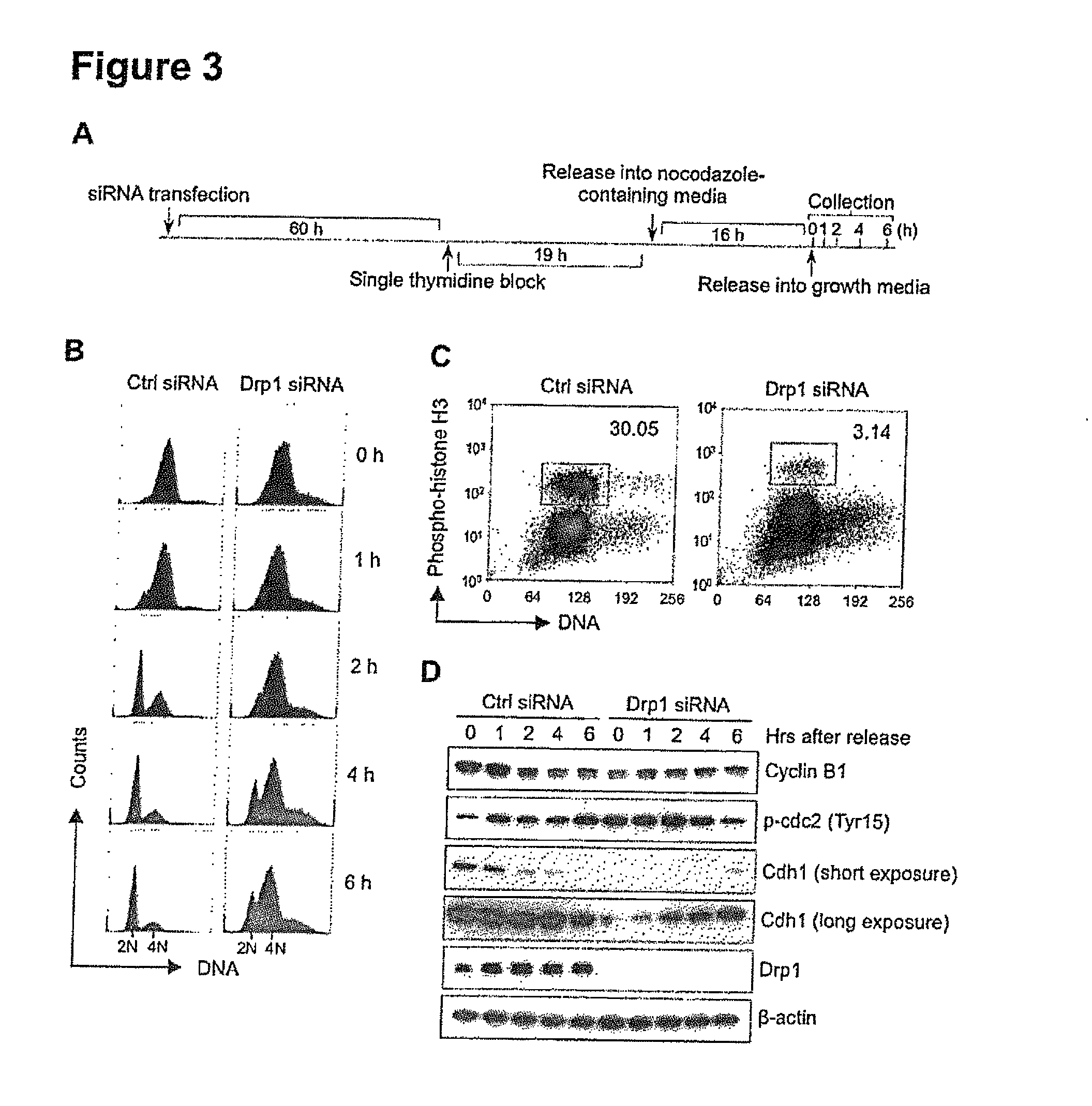 Inhibition of dynamin related protein 1 to promote cell death