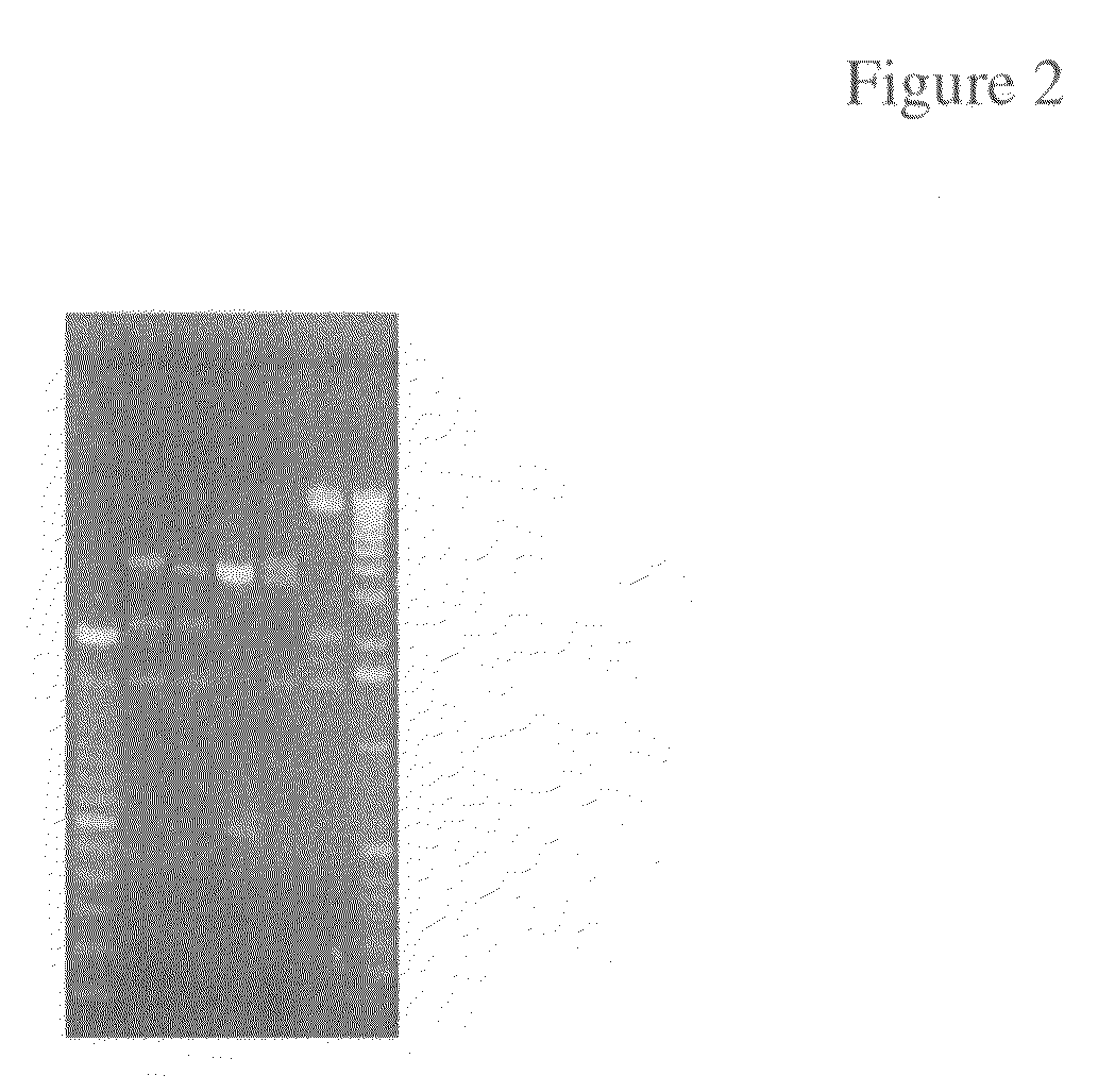 Antibiotic resistance free vaccines and methods for constructing and using same