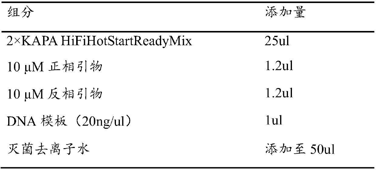 Amplification primer pair for lactobacillus sequencing, lactobacillus species identification method and application