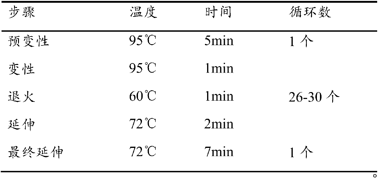 Amplification primer pair for lactobacillus sequencing, lactobacillus species identification method and application