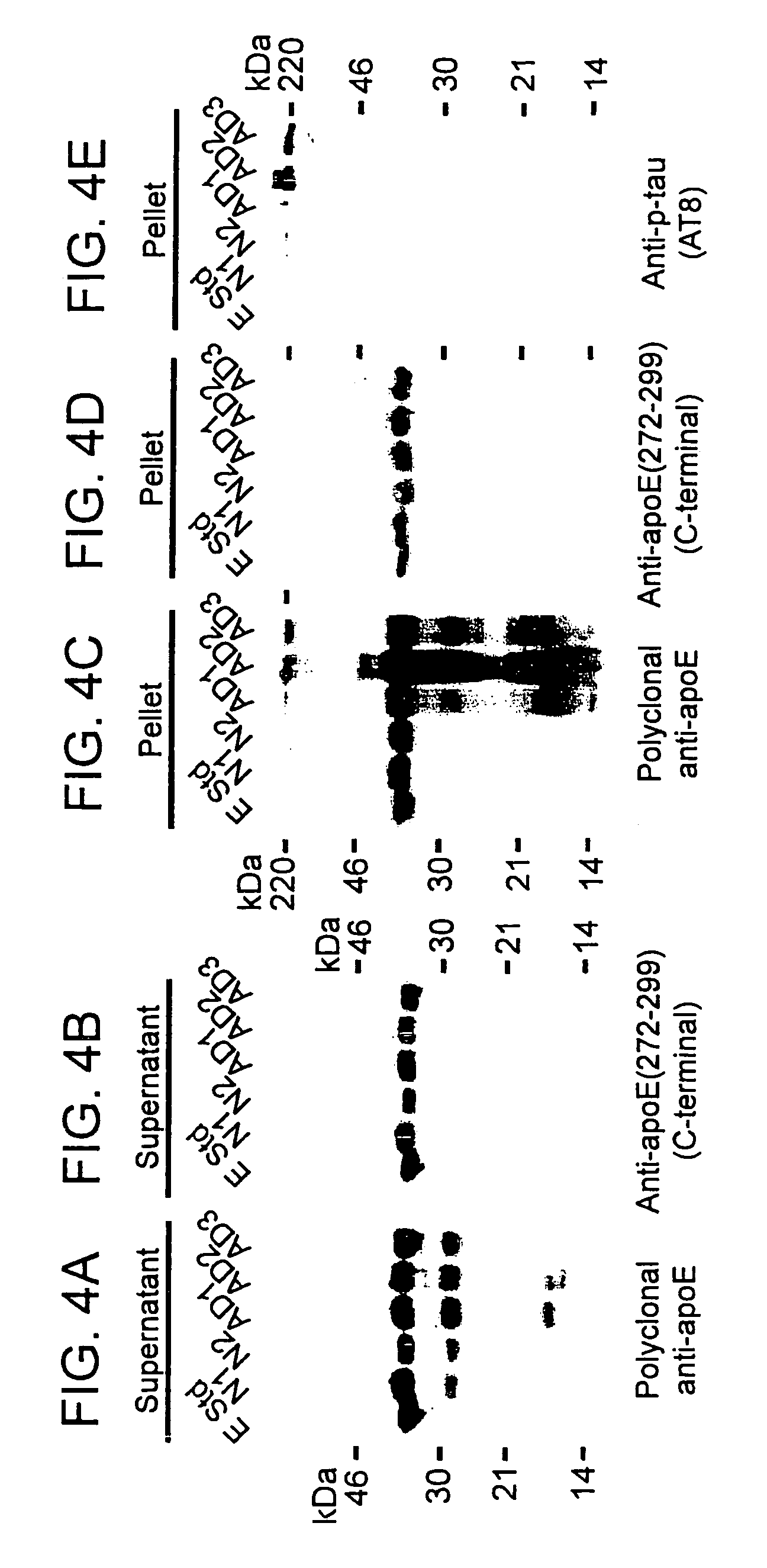 Methods of screening disorders related to apoE