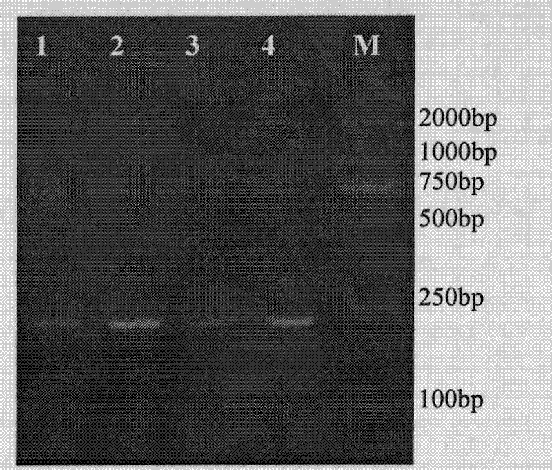 Molecular marking method for pig litter size