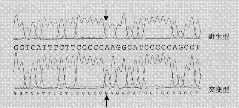 Molecular marking method for pig litter size