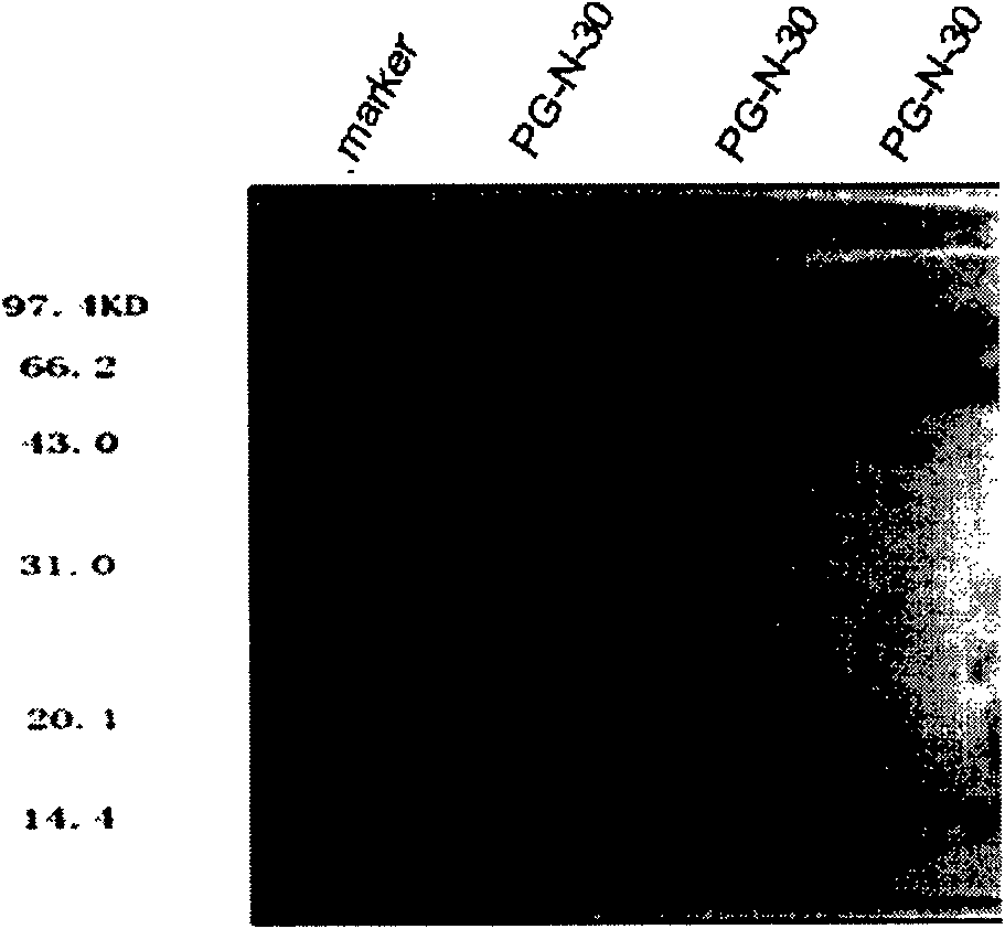 Nitrogen-terminal fixed-point coupling method for colony stimulating factor of column chromatography granulocyte and coupled product