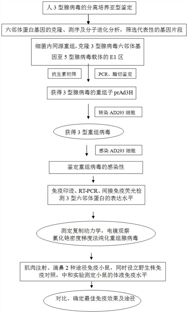 A kind of human type 3 adenovirus replication defective recombinant virus, construction method and application