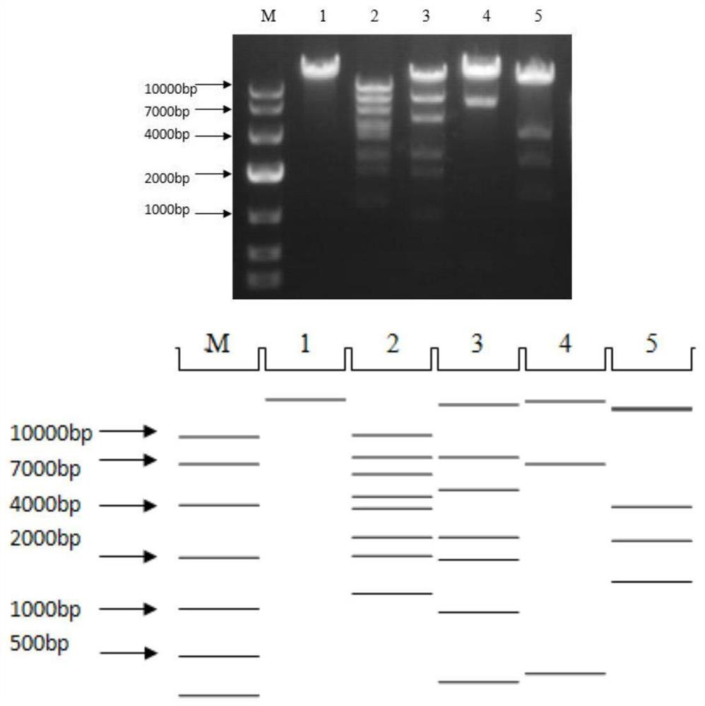 A kind of human type 3 adenovirus replication defective recombinant virus, construction method and application