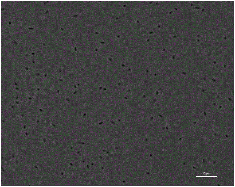 Denitrification acinetobacters and use thereof