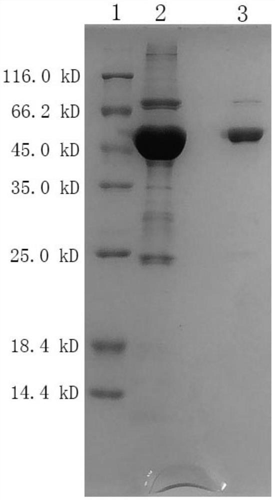 Preparation method of alpha-L-fucosidase