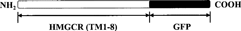 Cholesterol metabolism regulating and controlling medicament screening system and method with hydroxymethyl glutaryl cozymase A reductase as target point