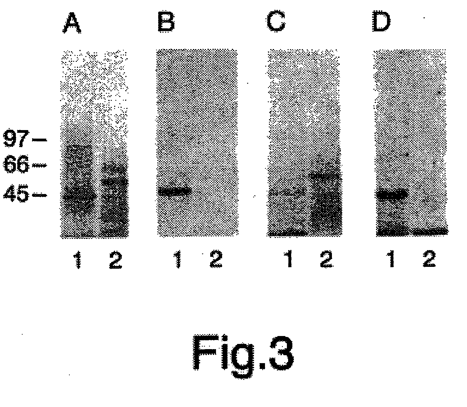 Compositions and methods for promoting or inhibiting angiogenesis