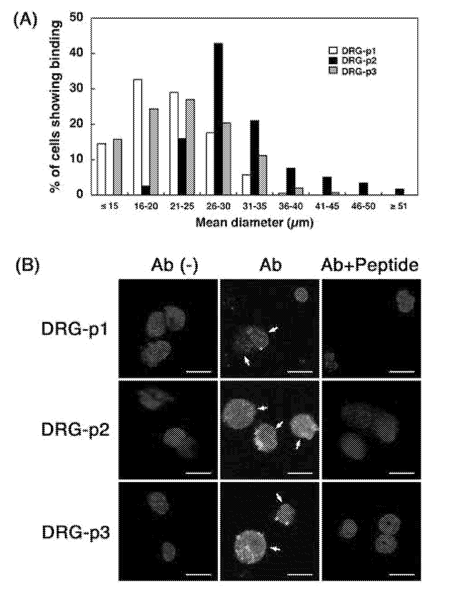 Peptides that target dorsal root ganglion neurons