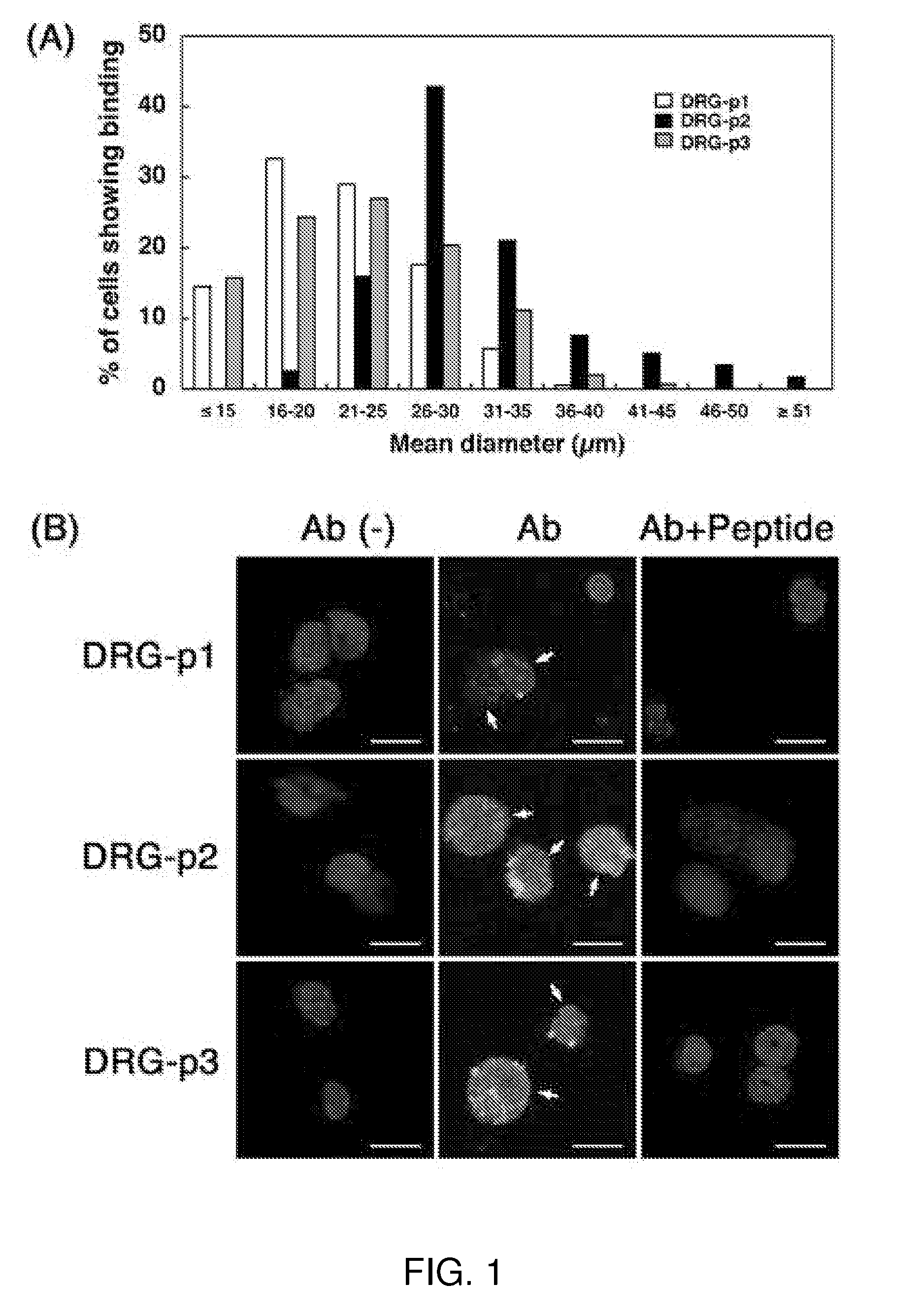 Peptides that target dorsal root ganglion neurons