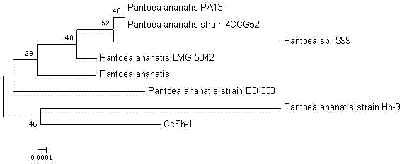 Cymbopogon citratus fragrance-producing endophytic bacterium