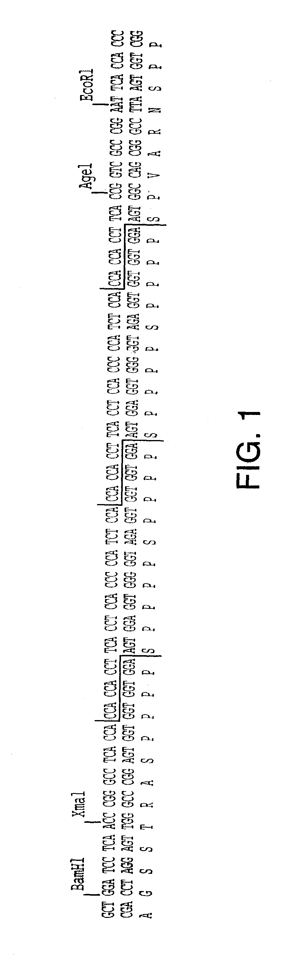 Synthetic genes for plant gums and other hydroxyproline-rich glycoproteins