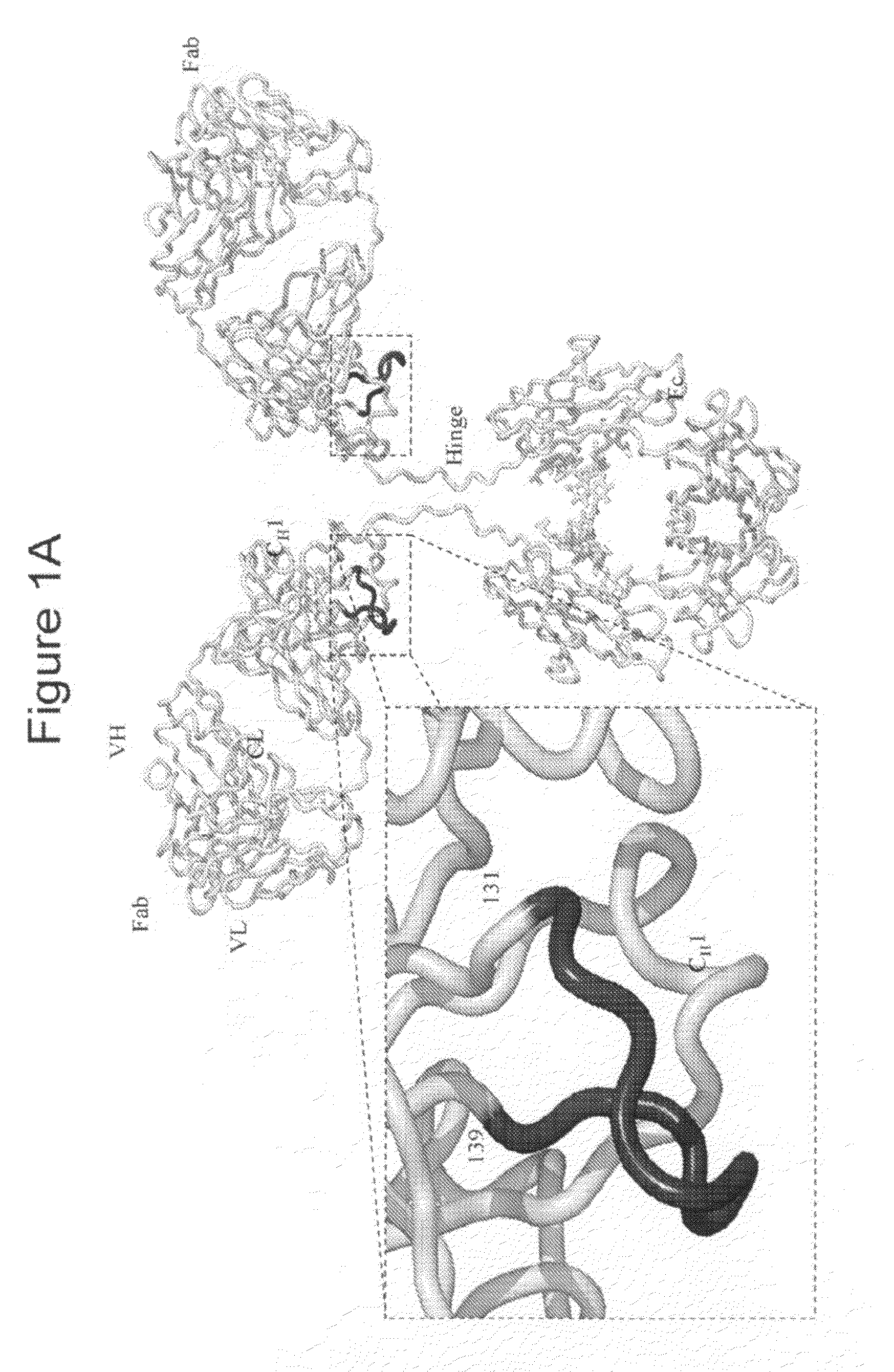 Cysteine Engineered Antibodies For Site-Specific Conjugation