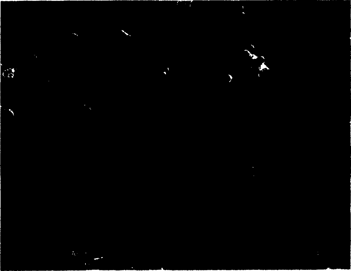 Cobalt oxide of lithium battery grade and its preparation method