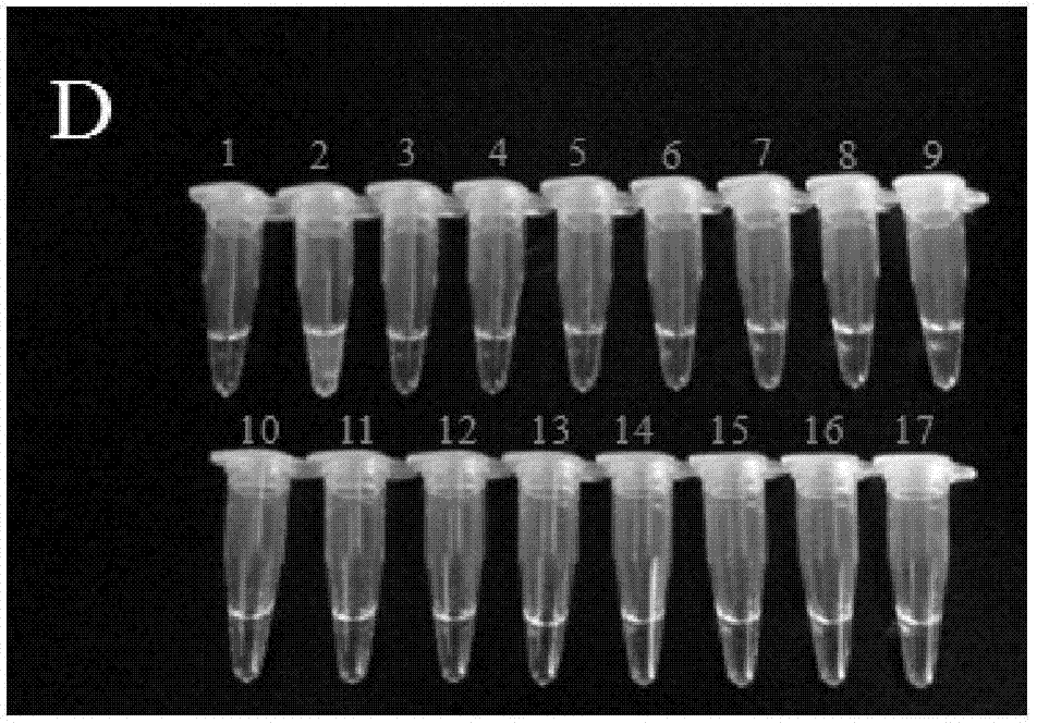 LAMP detection primer combination of aeromonas sobria and kit