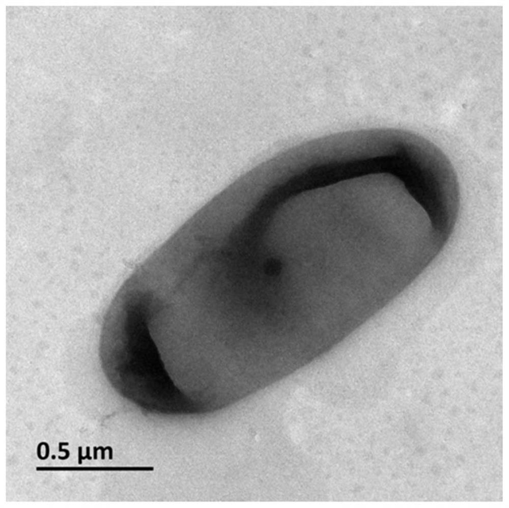 Microbacterium oxidans and its application in degrading organic pollutants