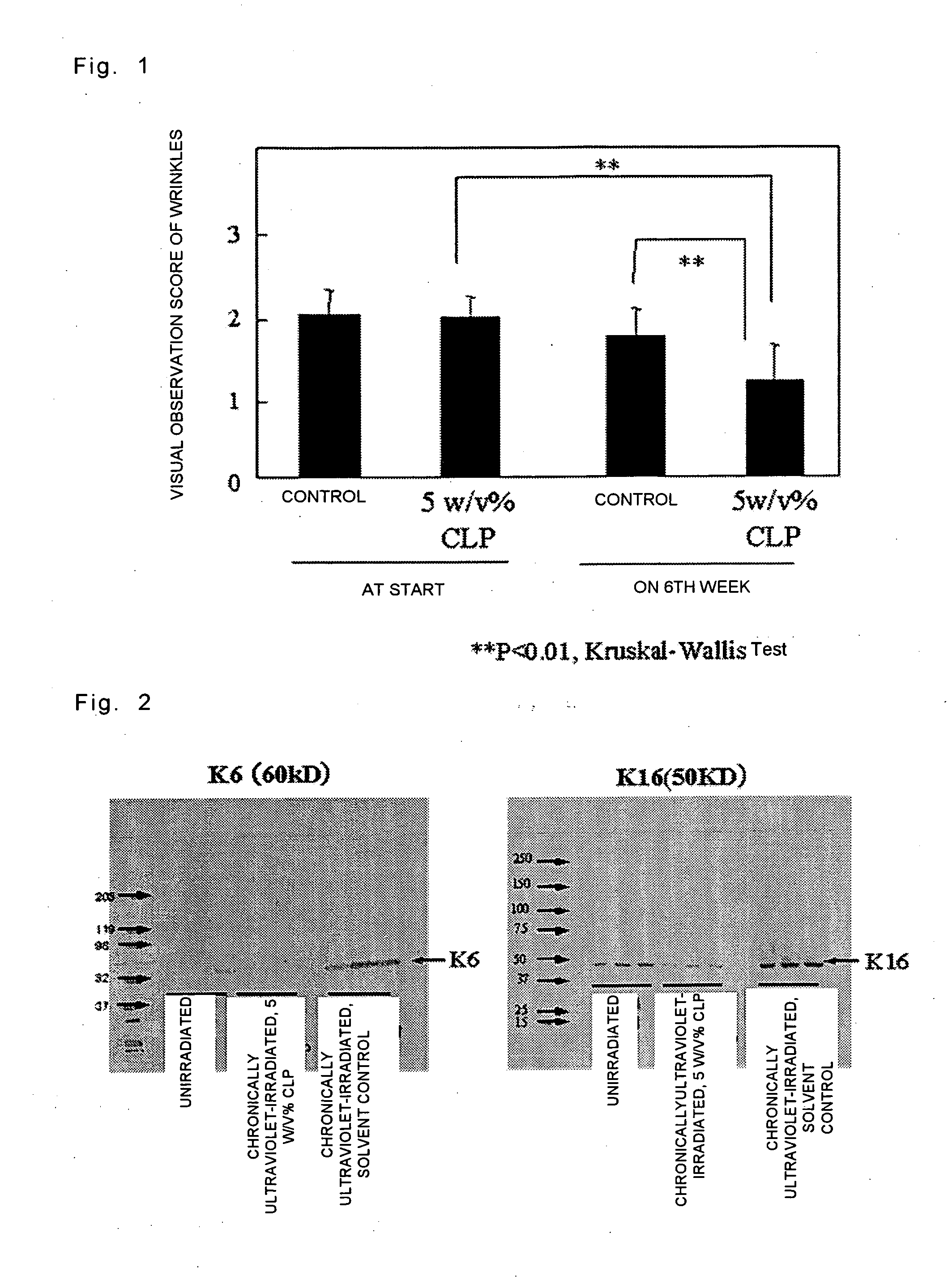 Method for screening an agent for preventing or ameliorating wrinkles