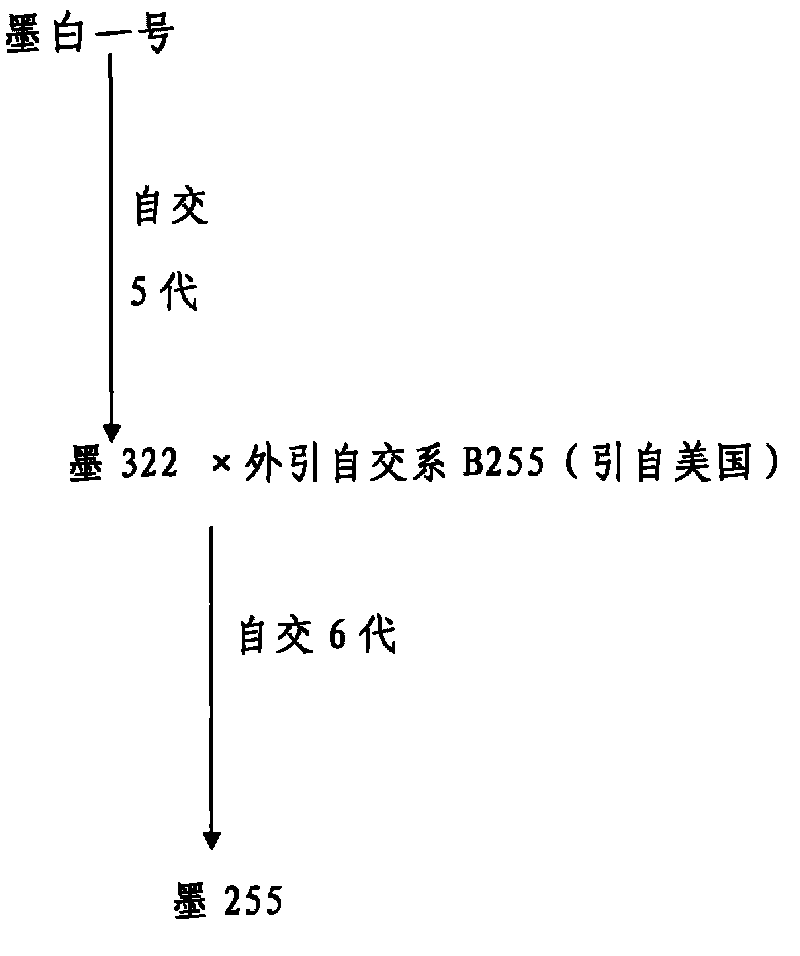 Method for breeding maize inbred line