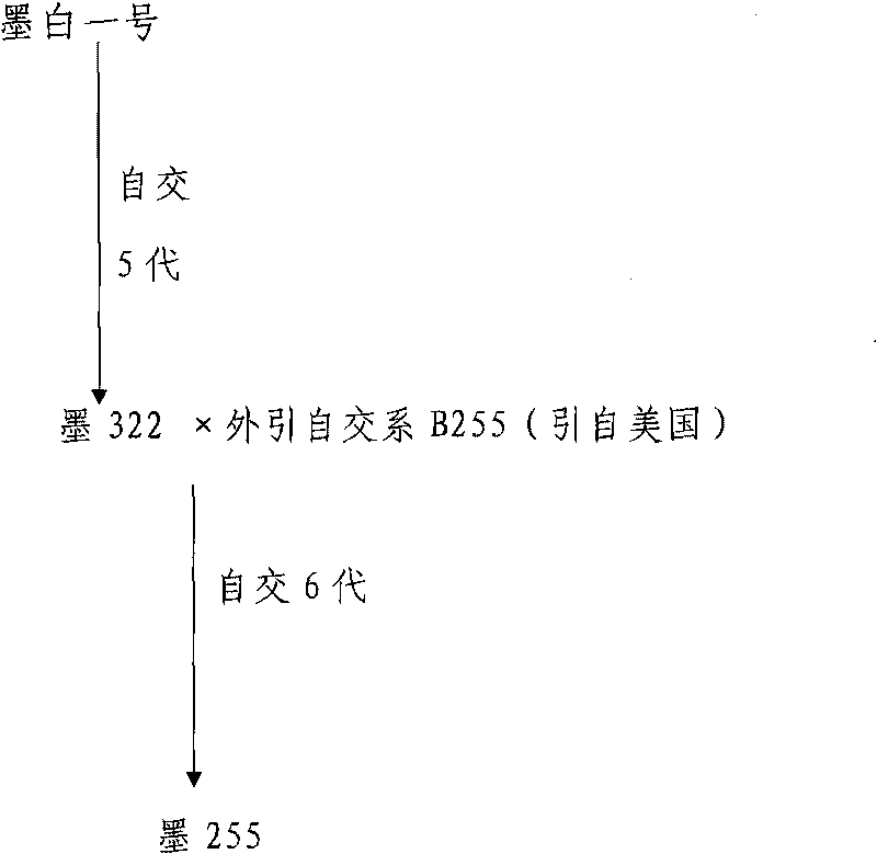 Method for breeding maize inbred line