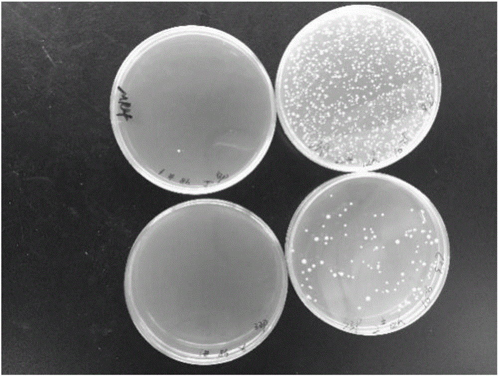 Lactobacillus reuteri and applications