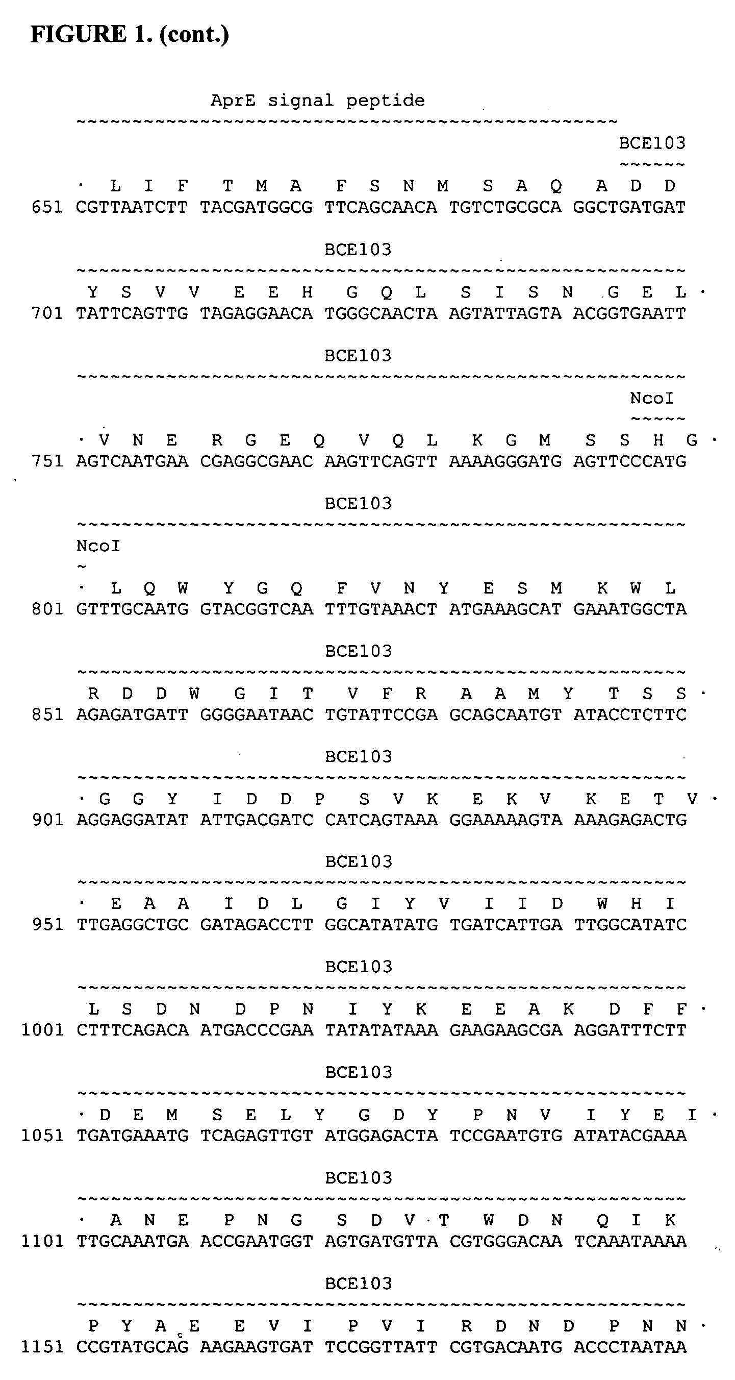 Bacterial expression of protease inhibitors and variants thereof