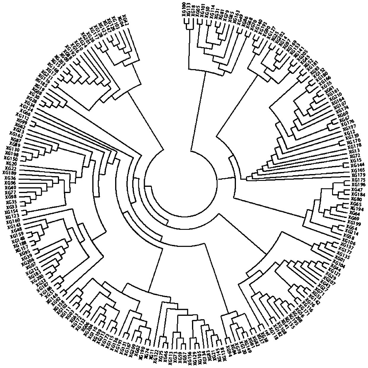 Method for identifying authenticity of watermelon varieties and SNP (Single Nucleotide Polymorphisms) primer combination special for method