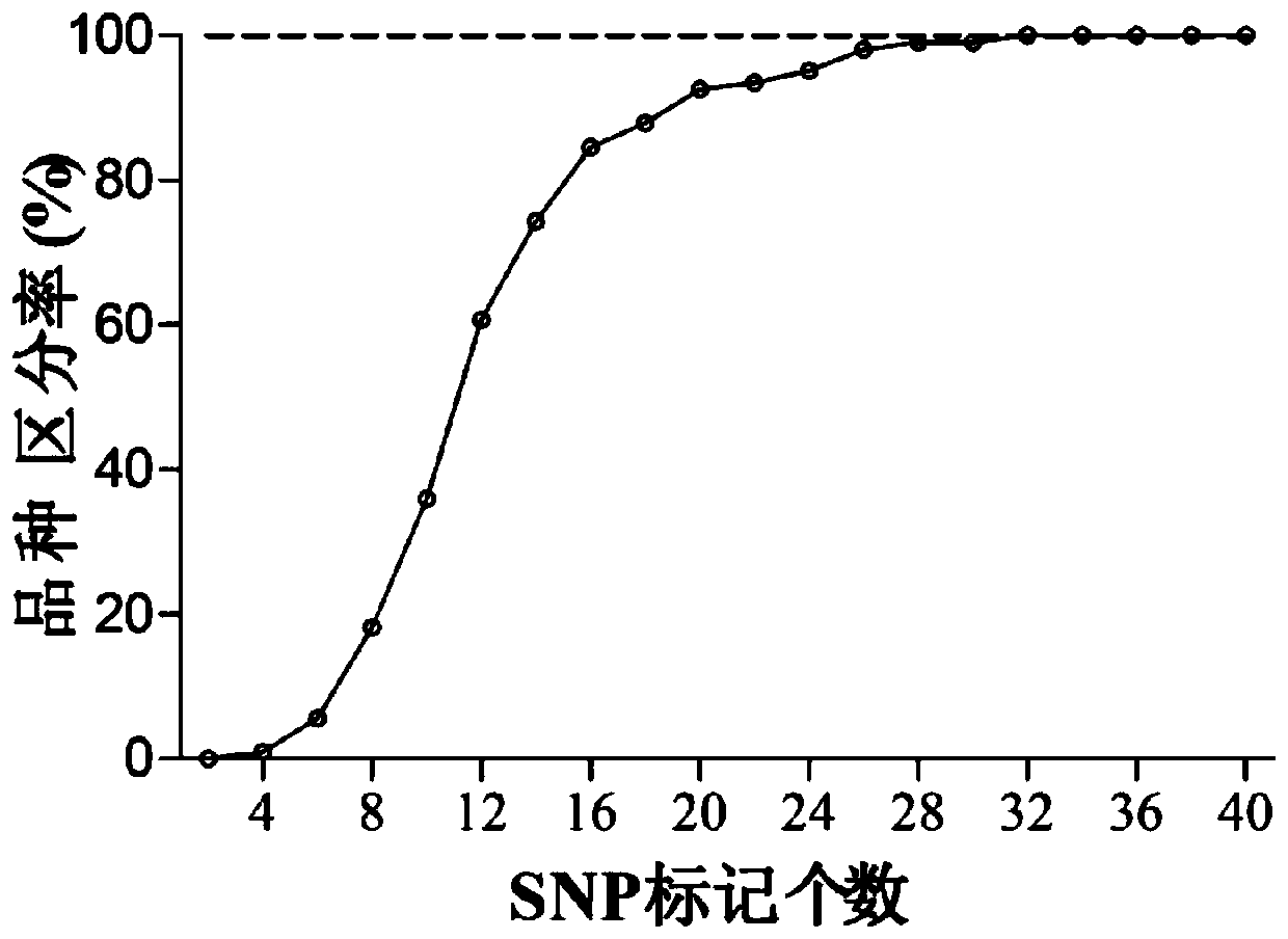 Method for identifying authenticity of watermelon varieties and SNP (Single Nucleotide Polymorphisms) primer combination special for method