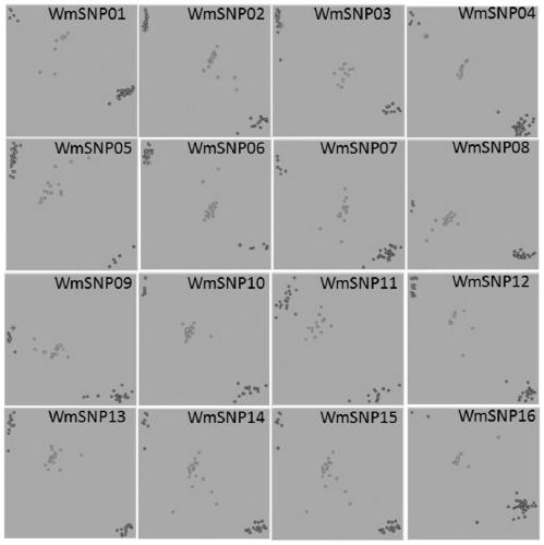 Method for identifying authenticity of watermelon varieties and SNP (Single Nucleotide Polymorphisms) primer combination special for method