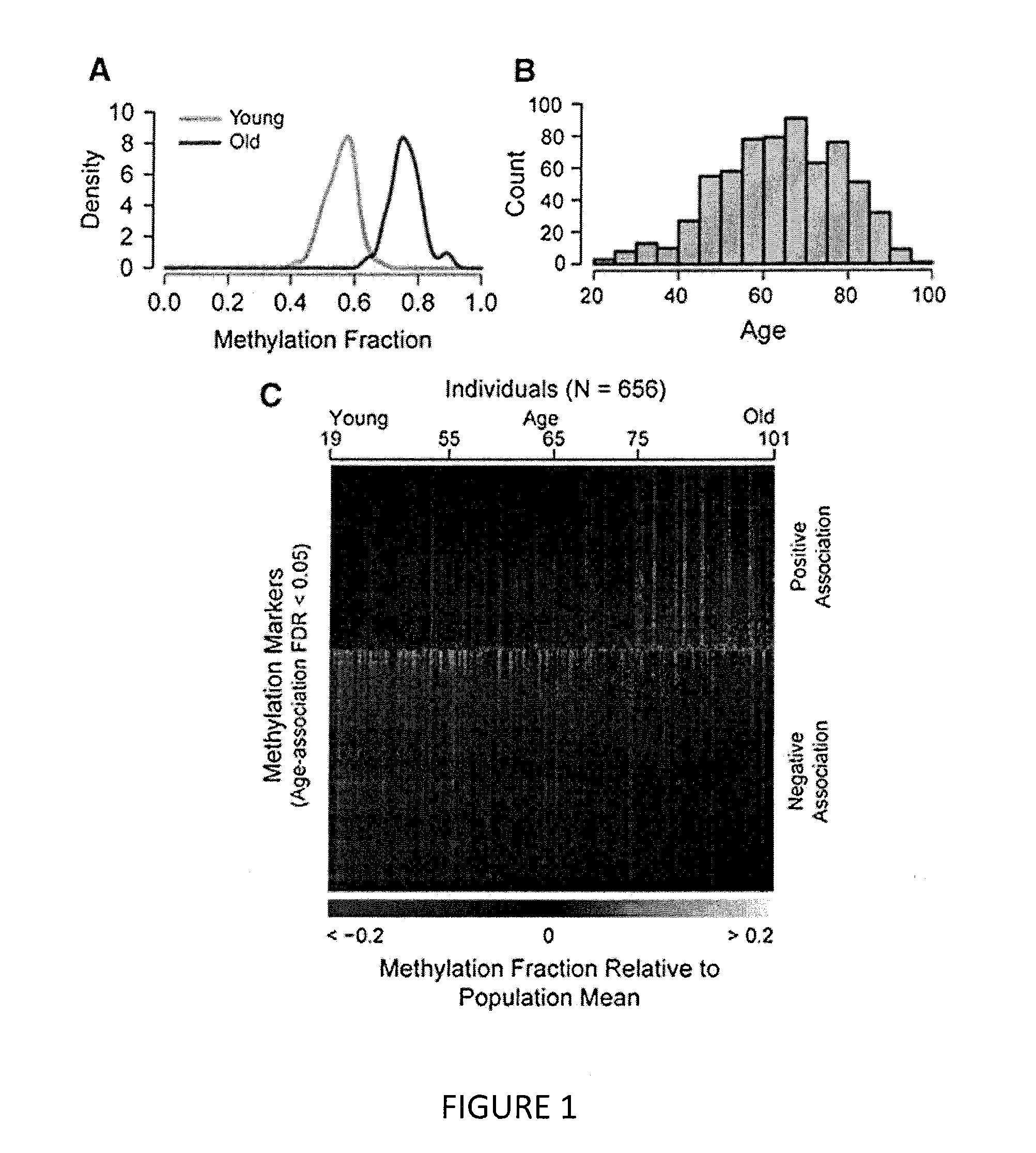 Methods for predicting age and identifying agents that induce or inhibit premature aging