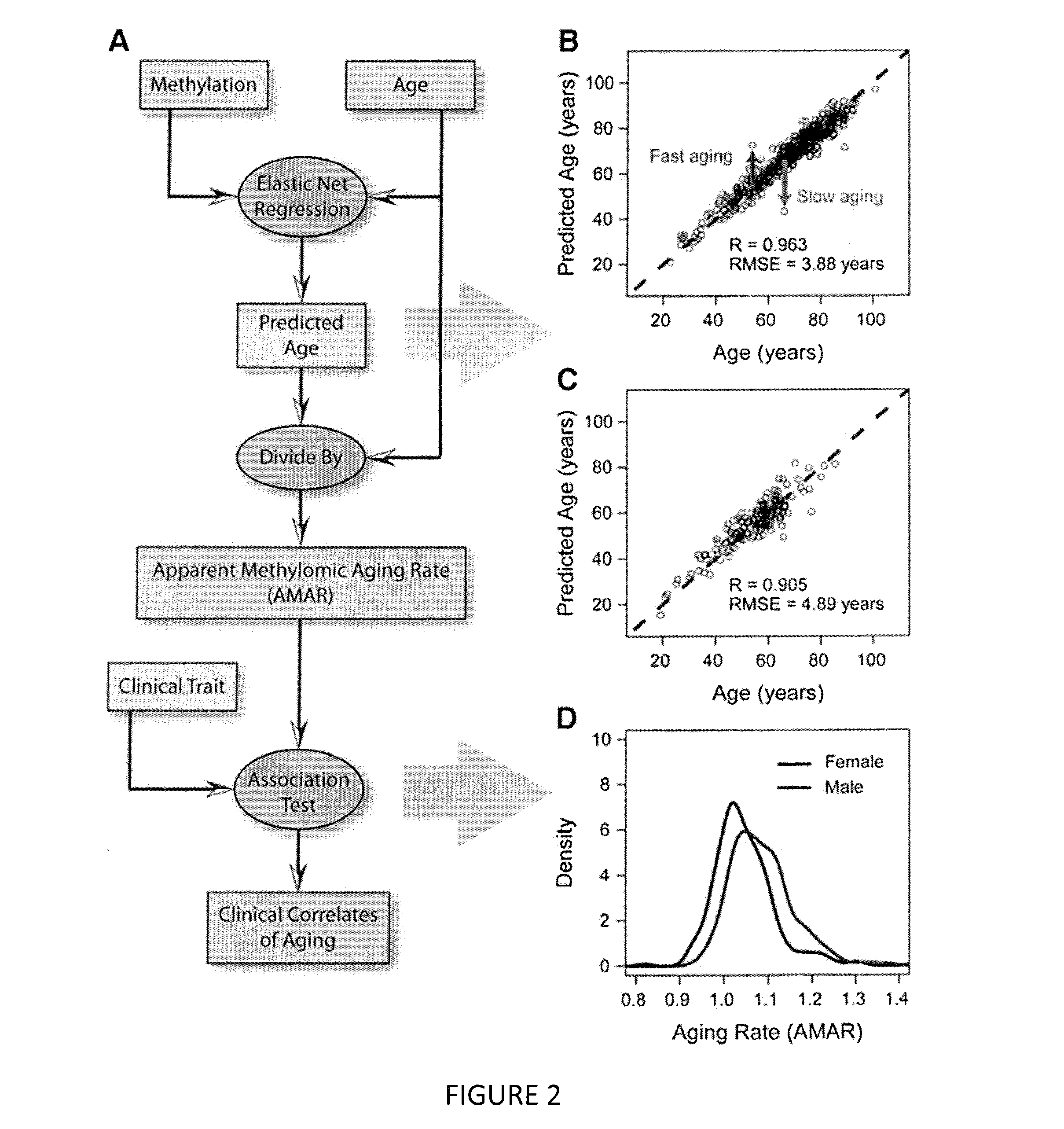 Methods for predicting age and identifying agents that induce or inhibit premature aging