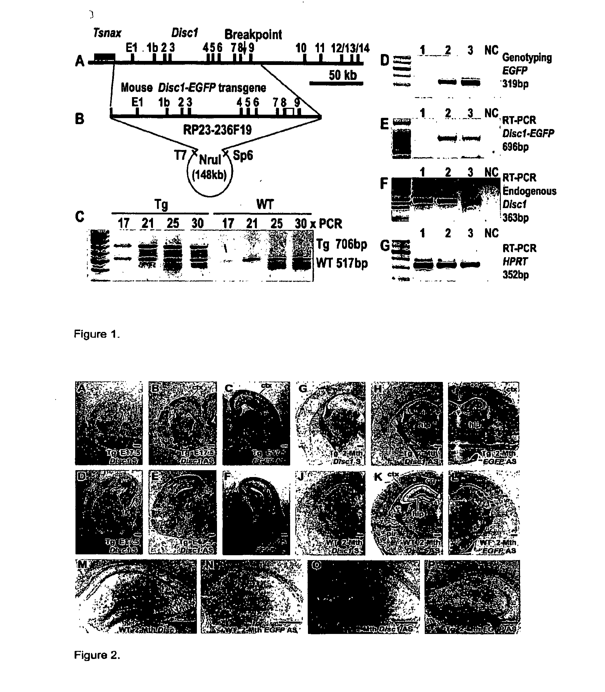 Transgenic rodent expressing truncated disc1