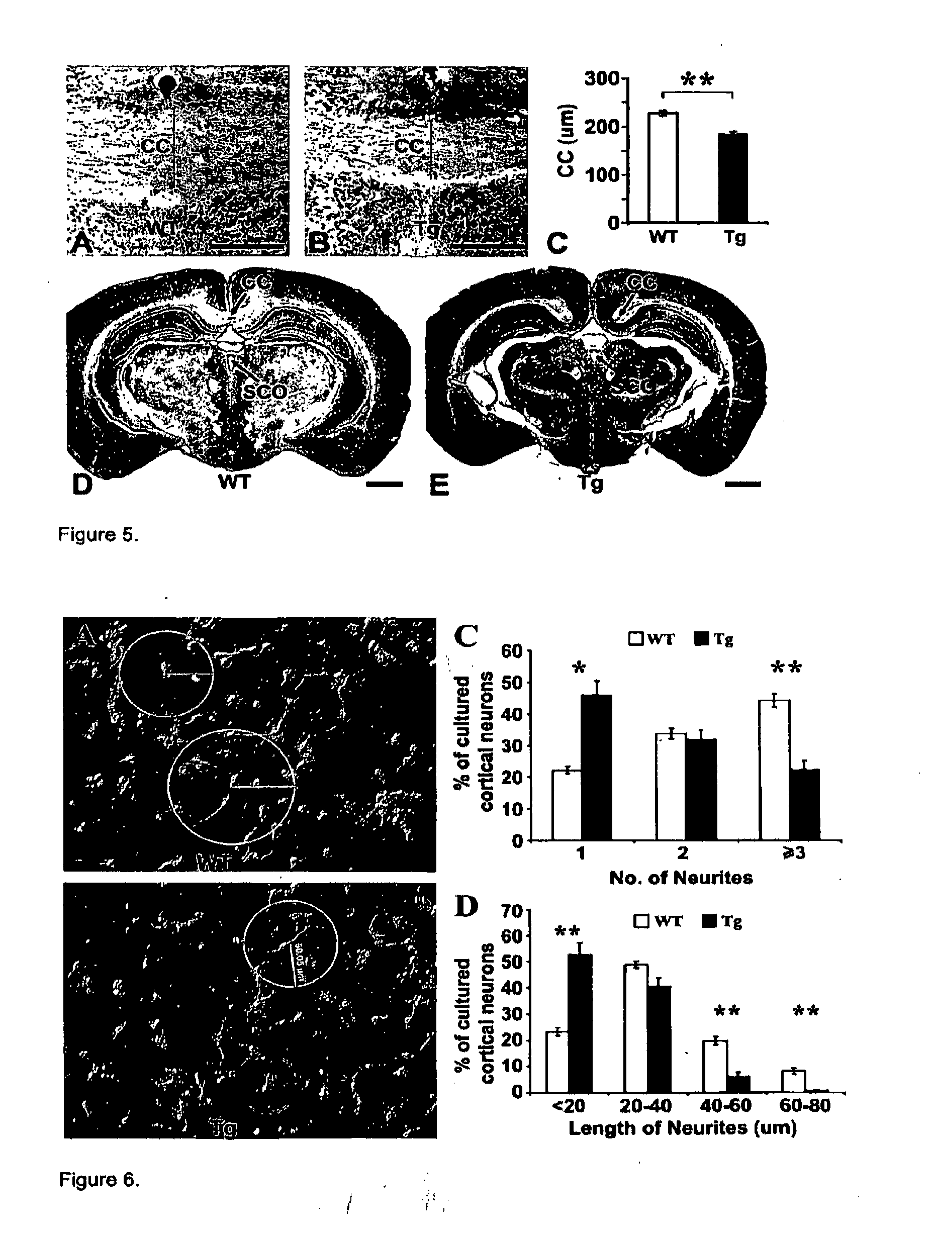 Transgenic rodent expressing truncated disc1