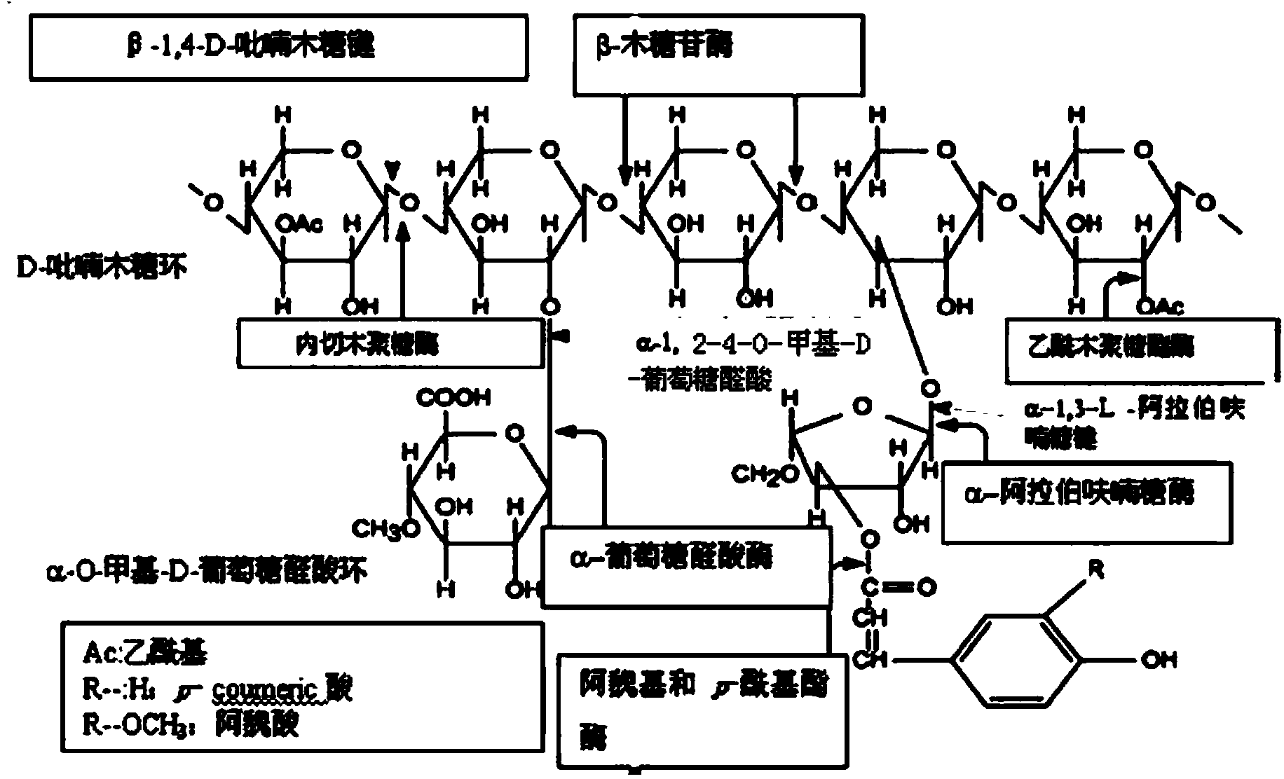 Thermostable C. BESCII enzymes