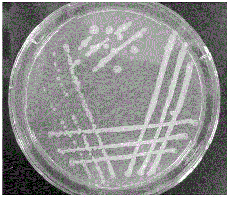 Bacillius firmus GY-49, screening method and applications thereof