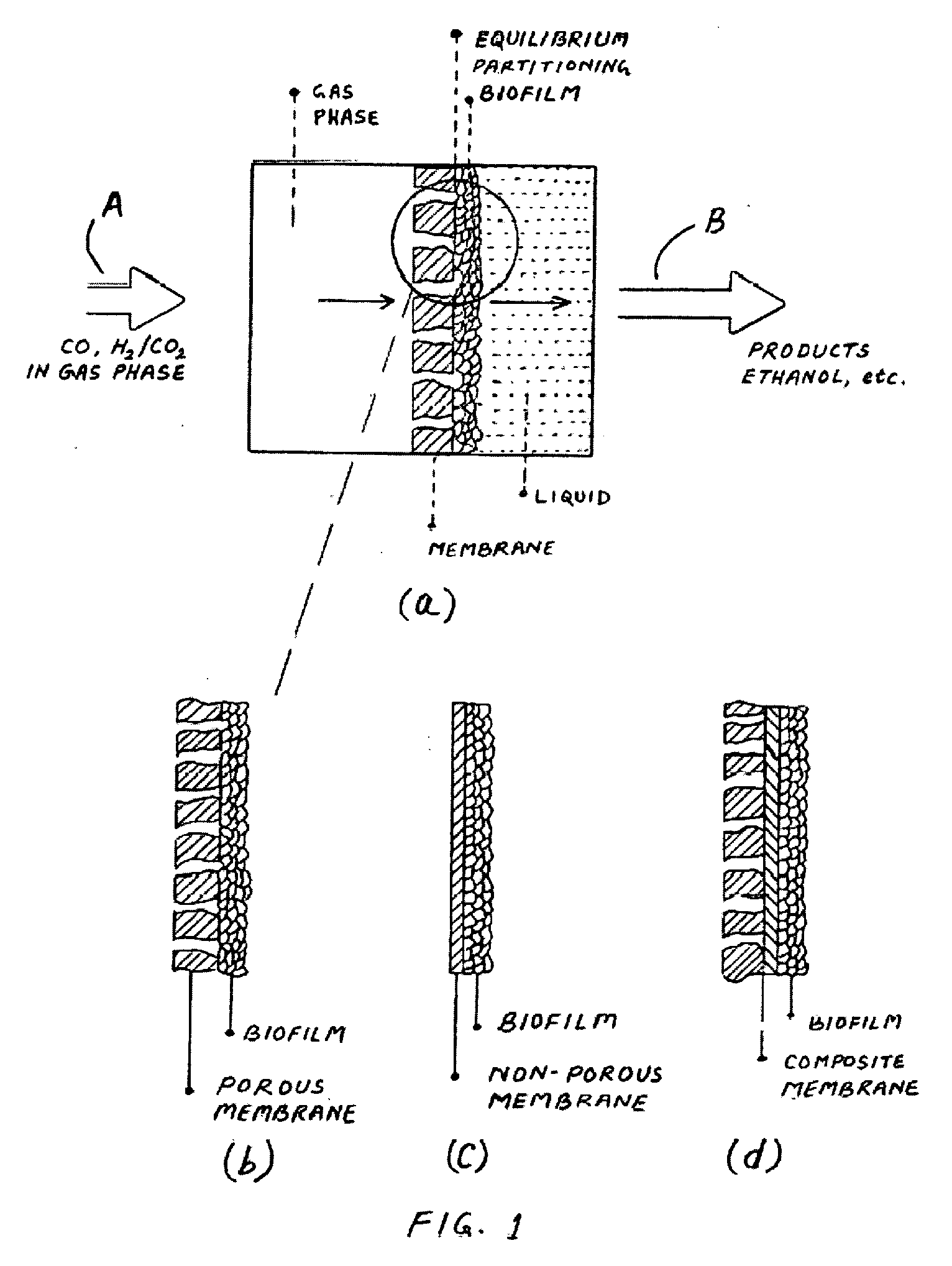 Submerged membrane supported bioreactor for conversion of syngas components to liquid products