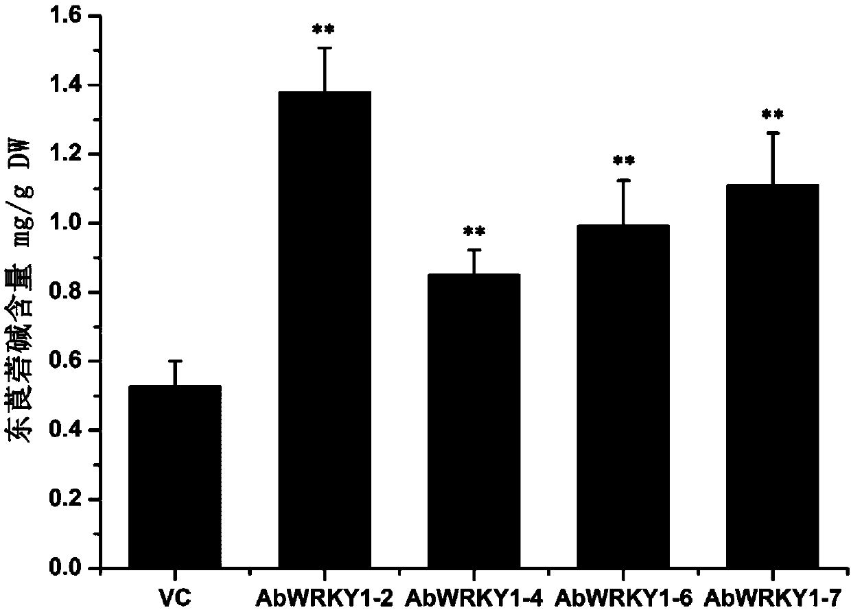 Belladonna wrky transcription factor gene and its recombinant plant expression vector and application