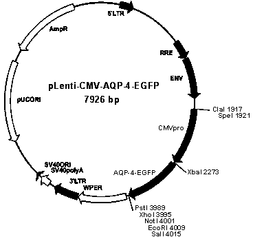 Detection method of aquaporin-4 autoantibody, fusion expression virus vector and application thereof