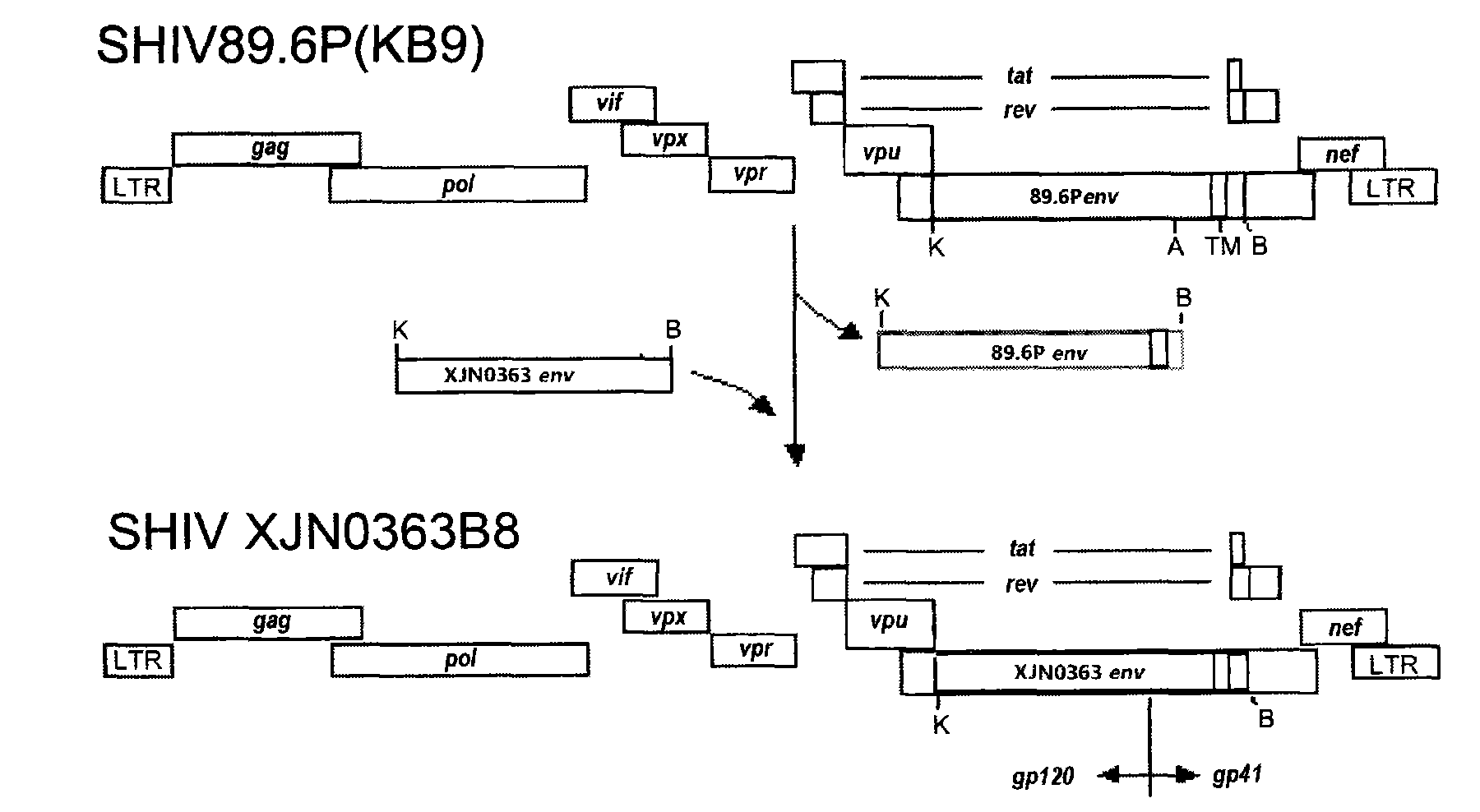 Chimeric simian/human immunodeficency virus strain and application thereof