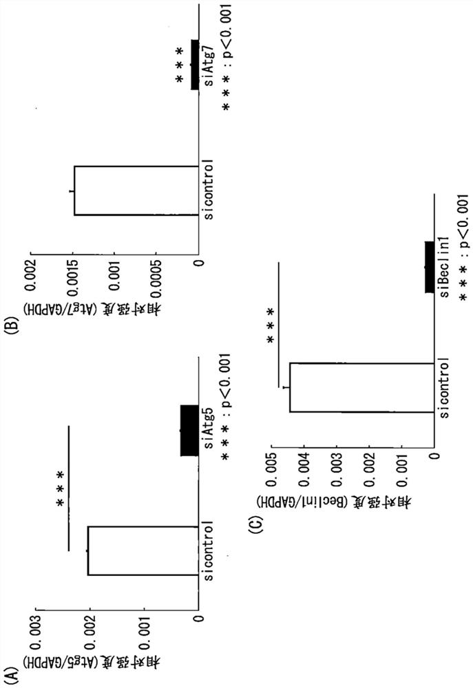 Ultraviolet light-induced inflammation suppressor comprising alternative autophagy inducer