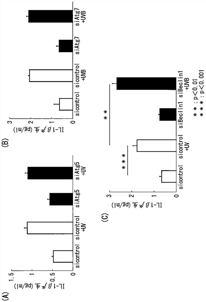 Ultraviolet light-induced inflammation suppressor comprising alternative autophagy inducer