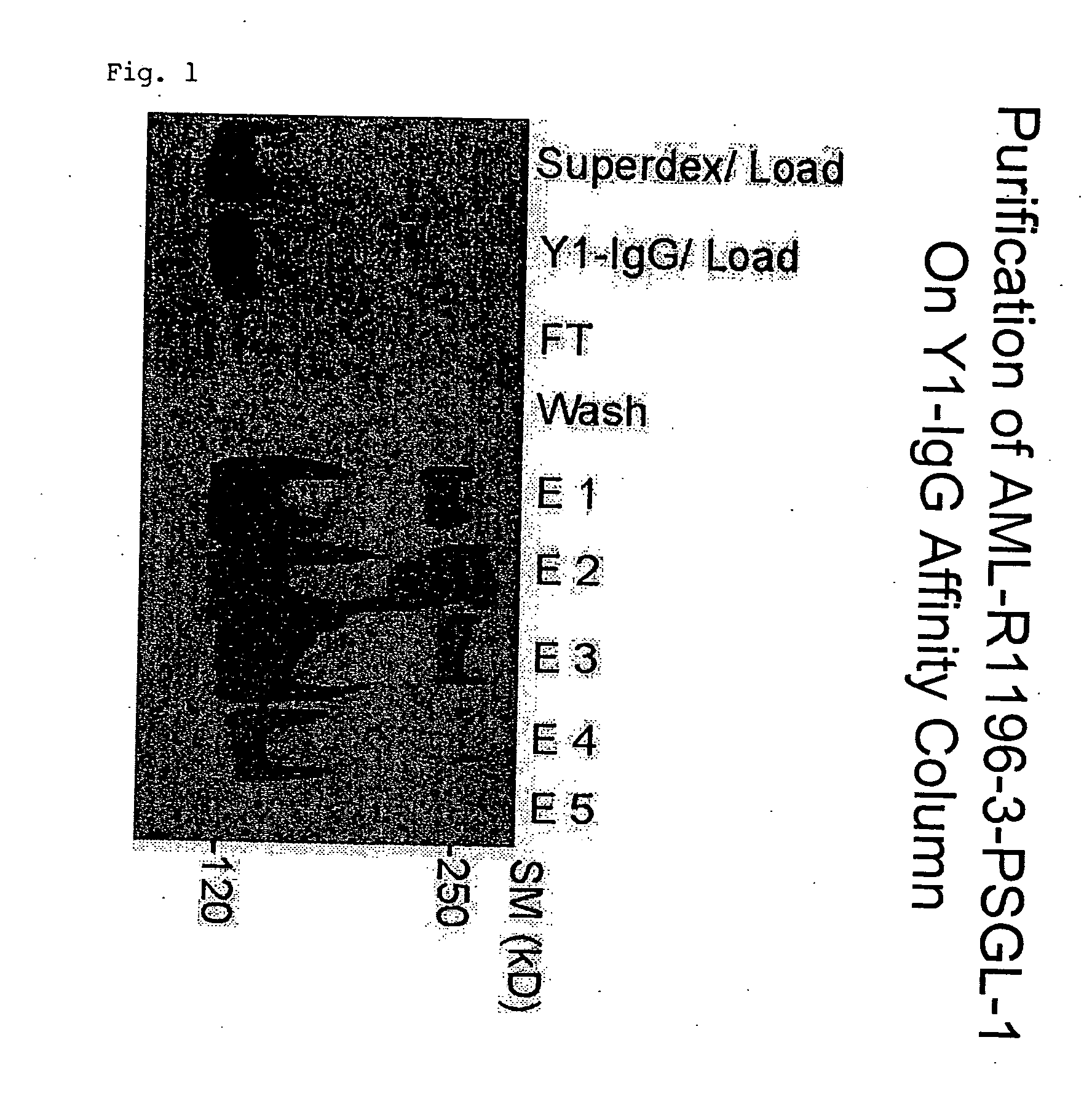 Specific human antibodies