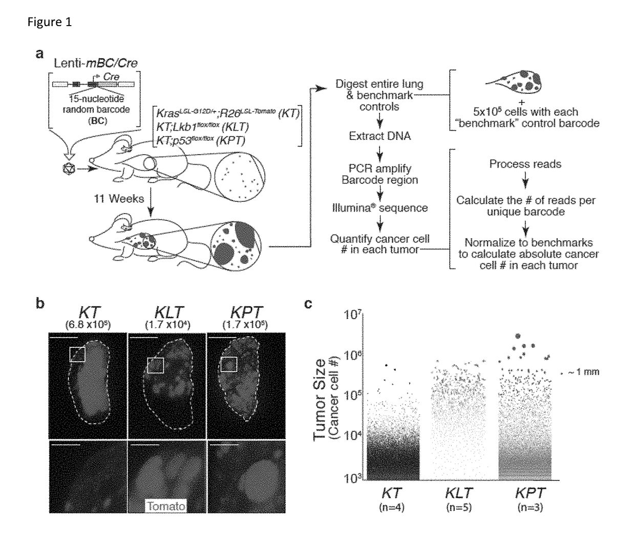 Compositions and methods for multiplexed quantitative analysis of cell lineages