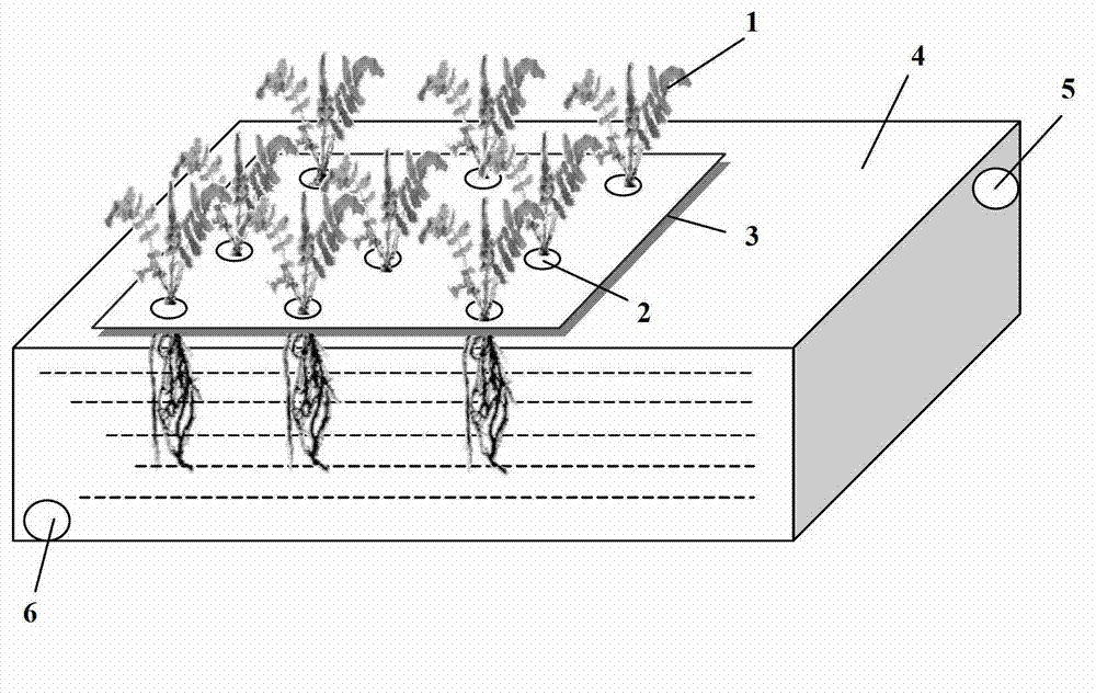 Plant restoration method of tetracycline-polluted wastewater