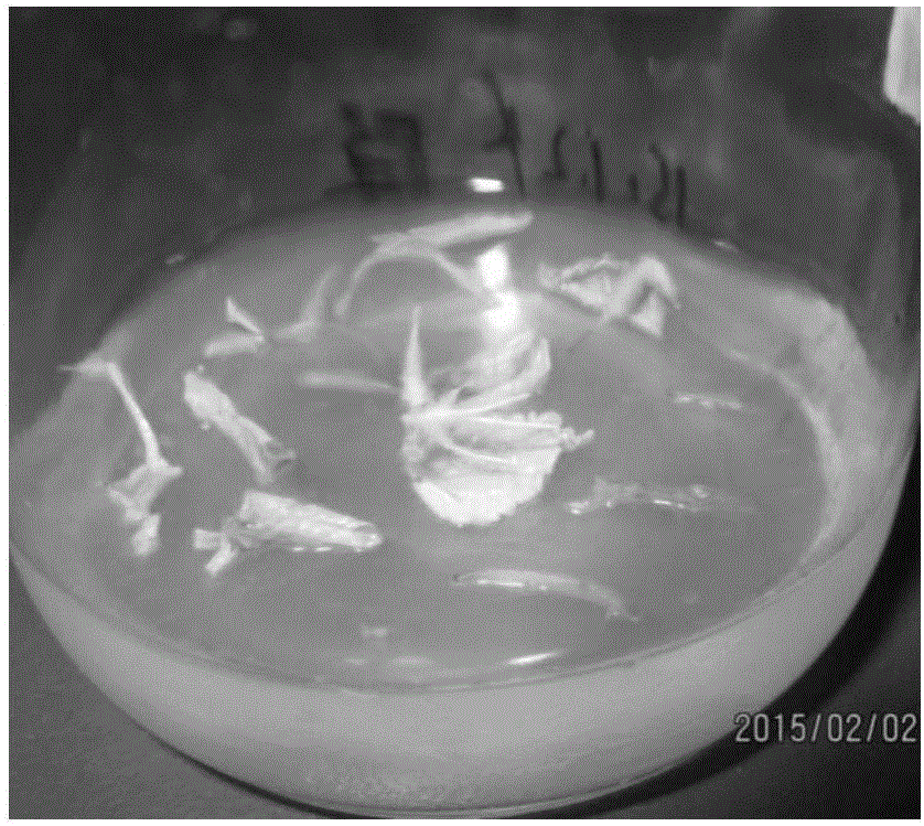 Induction method of Rabdosia rubescens Hemsl. Hara hairy roots, and induction expression method of oridonin